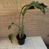 Bird Of Paradise Plant<br><b style="color: #03236a;">1-594</b><br><b style="color: #03236a;">Indoor Plant</b>