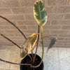 Rubber Plant<br><b style="color: #03236a;">1-596</b><br><b style="color: #03236a;">Indoor Plant</b> (Copy)