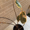 Rubber Plant<br><b style="color: #03236a;">1-596</b><br><b style="color: #03236a;">Indoor Plant</b> (Copy)
