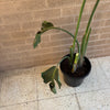 Bird Of Paradise Plant<br><b style="color: #03236a;">1-594</b><br><b style="color: #03236a;">Indoor Plant</b>