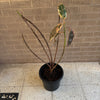 Rubber Plant<br><b style="color: #03236a;">1-596</b><br><b style="color: #03236a;">Indoor Plant</b> (Copy)