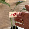 Bird Of Paradise Plant<br><b style="color: #03236a;">1-550</b><br><b style="color: #03236a;">Indoor Plant</b>