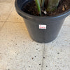 Bird Of Paradise Plant<br><b style="color: #03236a;">1-595</b><br><b style="color: #03236a;">Indoor Plant</b>
