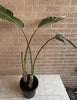 Bird Of Paradise Plant<br><b style="color: #03236a;">1-550</b><br><b style="color: #03236a;">Indoor Plant</b>