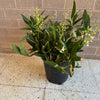 Sydney Rock Orchid  Plant<br><b style="color: #03236a;">1-598</b><br><b style="color: #03236a;">Dendrobium Kingianum</b>