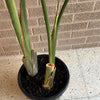 Bird Of Paradise Plant<br><b style="color: #03236a;">1-550</b><br><b style="color: #03236a;">Indoor Plant</b>