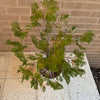 Conifer Cypress Family Evergreen Plant<br><b style="color: #03236a;">1-597</b><br><b style="color: #03236a;">Outdoor Plant</b>
