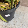 Sydney Rock Orchid  Plant<br><b style="color: #03236a;">1-598</b><br><b style="color: #03236a;">Dendrobium Kingianum</b>