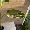 Bird Of Paradise Plant<br><b style="color: #03236a;">1-595</b><br><b style="color: #03236a;">Indoor Plant</b>