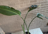 Bird Of Paradise Plant<br><b style="color: #03236a;">1-550</b><br><b style="color: #03236a;">Indoor Plant</b>