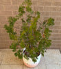 Conifer Cypress Family Evergreen Plant<br><b style="color: #03236a;">1-597</b><br><b style="color: #03236a;">Outdoor Plant</b>