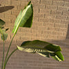 Bird Of Paradise Plant<br><b style="color: #03236a;">1-595</b><br><b style="color: #03236a;">Indoor Plant</b>