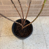 Rubber Plant<br><b style="color: #03236a;">1-596</b><br><b style="color: #03236a;">Indoor Plant</b> (Copy)