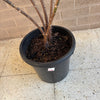Rubber Plant<br><b style="color: #03236a;">1-596</b><br><b style="color: #03236a;">Indoor Plant</b> (Copy)