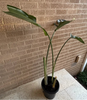 Bird Of Paradise Plant<br><b style="color: #03236a;">1-550</b><br><b style="color: #03236a;">Indoor Plant</b>