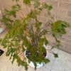 Conifer Cypress Family Evergreen Plant<br><b style="color: #03236a;">1-597</b><br><b style="color: #03236a;">Outdoor Plant</b>