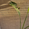 Bird Of Paradise Plant<br><b style="color: #03236a;">1-595</b><br><b style="color: #03236a;">Indoor Plant</b>