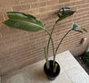 Bird Of Paradise Plant<br><b style="color: #03236a;">1-550</b><br><b style="color: #03236a;">Indoor Plant</b>