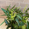 Sydney Rock Orchid  Plant<br><b style="color: #03236a;">1-598</b><br><b style="color: #03236a;">Dendrobium Kingianum</b>