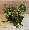 Sydney Rock Orchid  Plant<br><b style="color: #03236a;">1-598</b><br><b style="color: #03236a;">Dendrobium Kingianum</b>