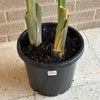 Bird Of Paradise Plant<br><b style="color: #03236a;">1-550</b><br><b style="color: #03236a;">Indoor Plant</b>