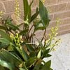 Sydney Rock Orchid  Plant<br><b style="color: #03236a;">1-598</b><br><b style="color: #03236a;">Dendrobium Kingianum</b>