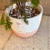 Conifer Cypress Family Evergreen Plant<br><b style="color: #03236a;">1-597</b><br><b style="color: #03236a;">Outdoor Plant</b>