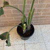 Bird Of Paradise Plant<br><b style="color: #03236a;">1-594</b><br><b style="color: #03236a;">Indoor Plant</b>