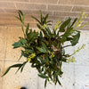 Sydney Rock Orchid  Plant<br><b style="color: #03236a;">1-598</b><br><b style="color: #03236a;">Dendrobium Kingianum</b>