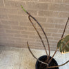 Rubber Plant<br><b style="color: #03236a;">1-596</b><br><b style="color: #03236a;">Indoor Plant</b> (Copy)