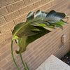Bird Of Paradise Plant<br><b style="color: #03236a;">1-594</b><br><b style="color: #03236a;">Indoor Plant</b>
