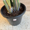 Bird Of Paradise Plant<br><b style="color: #03236a;">1-594</b><br><b style="color: #03236a;">Indoor Plant</b>