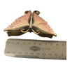 Butterfly Jewellery Trinket Box<br><b style="color: #03236a;">1-608</b><br><b style="color: #03236a;">Rare Design</b> (Copy)