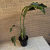 Bird Of Paradise Plant<br><b style="color: #03236a;">1-594</b><br><b style="color: #03236a;">Indoor Plant</b>