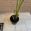 Bird Of Paradise Plant<br><b style="color: #03236a;">1-595</b><br><b style="color: #03236a;">Indoor Plant</b>