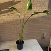 Bird Of Paradise Plant<br><b style="color: #03236a;">1-595</b><br><b style="color: #03236a;">Indoor Plant</b>