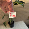 Bird Of Paradise Plant<br><b style="color: #03236a;">1-594</b><br><b style="color: #03236a;">Indoor Plant</b>