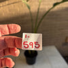 Bird Of Paradise Plant<br><b style="color: #03236a;">1-595</b><br><b style="color: #03236a;">Indoor Plant</b>