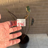 Rubber Plant<br><b style="color: #03236a;">1-596</b><br><b style="color: #03236a;">Indoor Plant</b> (Copy)