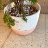 Conifer Cypress Family Evergreen Plant<br><b style="color: #03236a;">1-597</b><br><b style="color: #03236a;">Outdoor Plant</b>