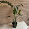 Bird Of Paradise Plant<br><b style="color: #03236a;">1-551</b><br><b style="color: #03236a;">Indoor Plant</b>