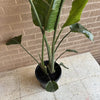 Bird Of Paradise Plant<br><b style="color: #03236a;">1-551</b><br><b style="color: #03236a;">Indoor Plant</b>