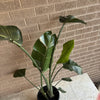 Bird Of Paradise Plant<br><b style="color: #03236a;">1-551</b><br><b style="color: #03236a;">Indoor Plant</b>