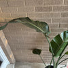 Bird Of Paradise Plant<br><b style="color: #03236a;">1-552</b><br><b style="color: #03236a;">Indoor Plant</b>